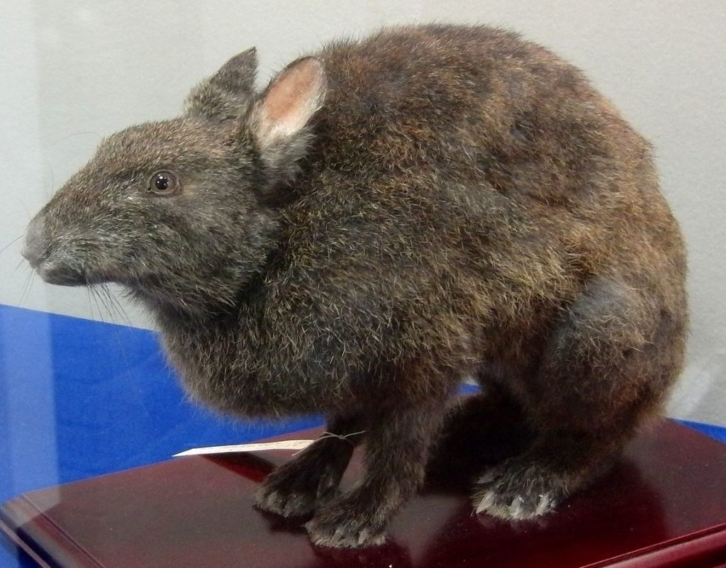 Amami rabbit