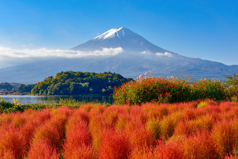 Beautiful Kochia in the foot of Mt. Fuji