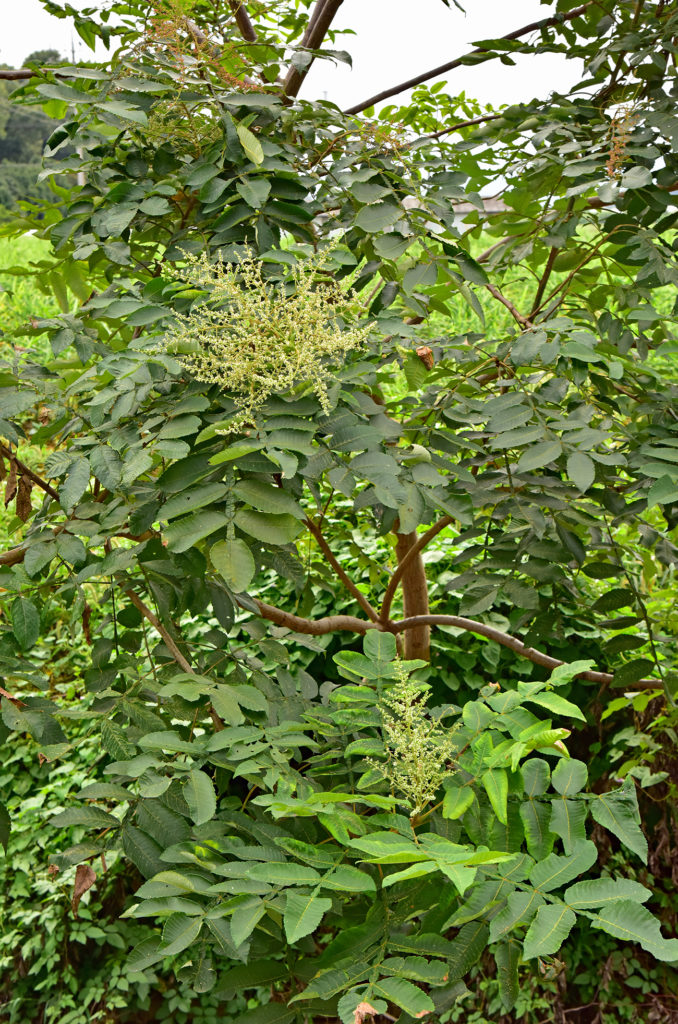 Japanese lacquer tree